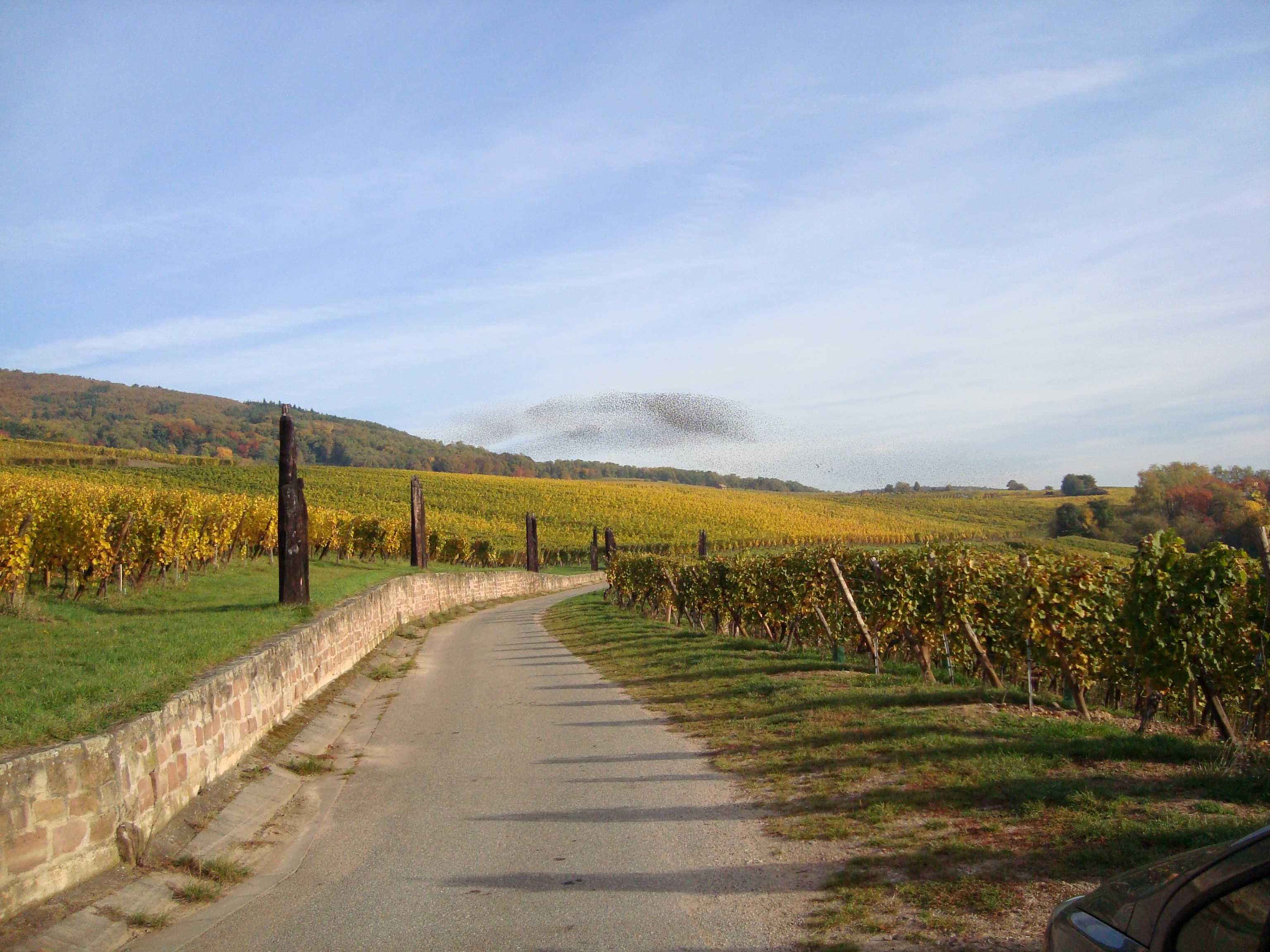 Ribeauville - Clos de Zahnacker